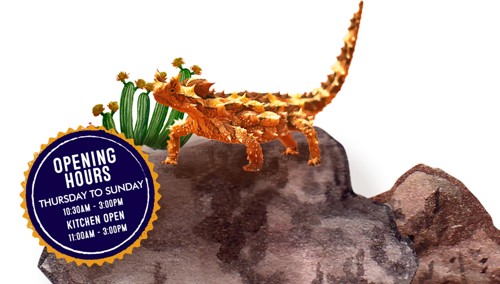 Thorny Devil on a rock